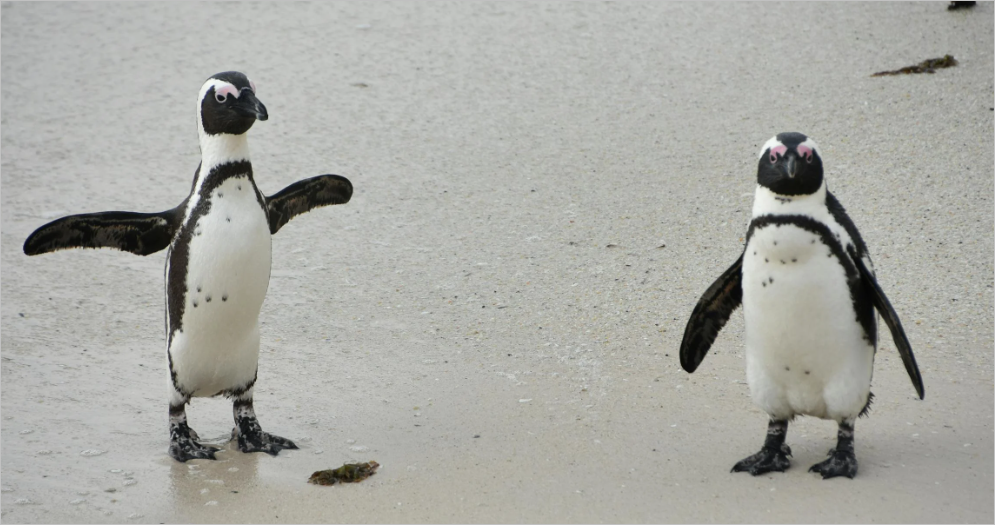 만우절 유래와 역사, 그리고 주의사항(feat.실제 사건들)