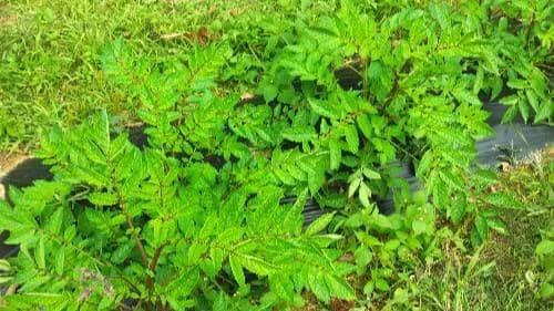 가을-홍감자-빨간감자-재배법-덩이줄기-비대기-감자꽃봉오리-수확시기