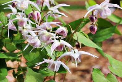 삼지구엽초(음양각)