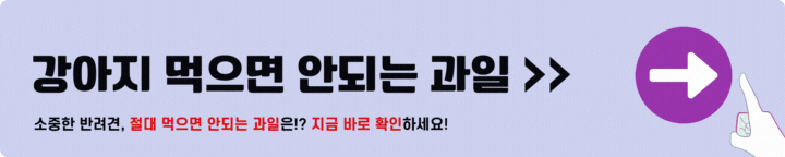 강아지 먹으면 안되는 과일