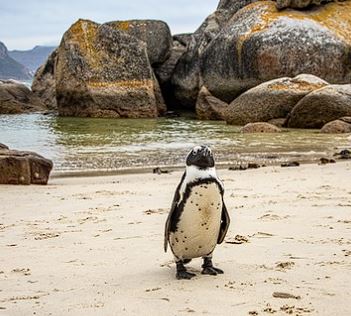 세계 펭귄의 날