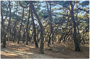 삼릉숲