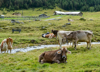 2025년 7월 소띠(생년별) 운세