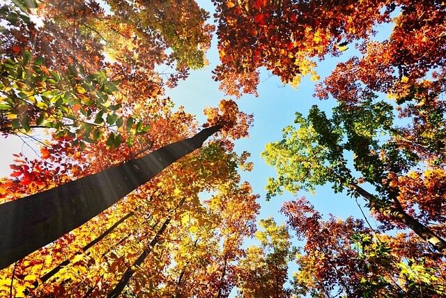 1박 2일 단풍 여행 BEST 5 -설악산&amp;#44;오대산&amp;#44; 불국사&amp;#44; 남이섬&amp;#44; 내장산