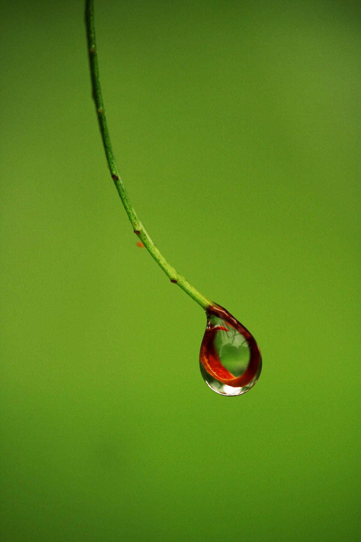 고양국제꽃박람회 입장권 사전예매