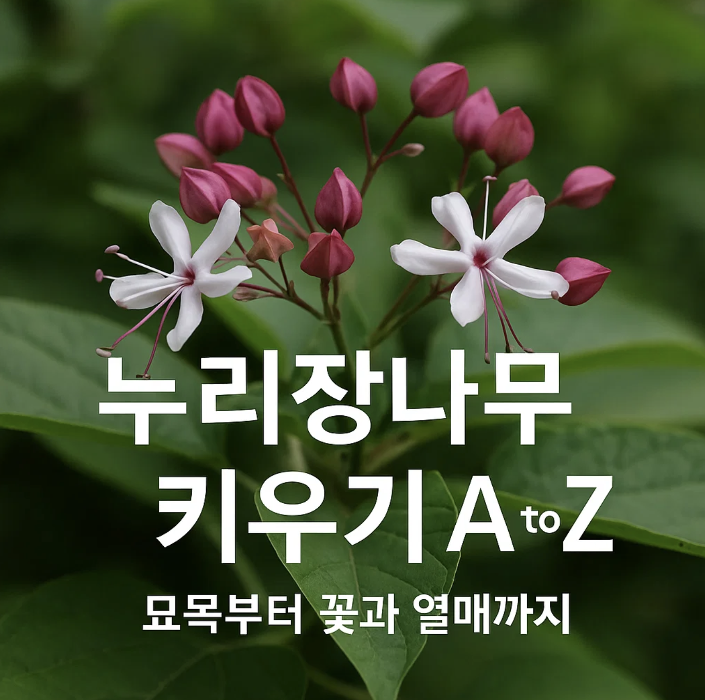 누리장나무 키우기 A to Z, 묘목부터 꽃과 열매까지