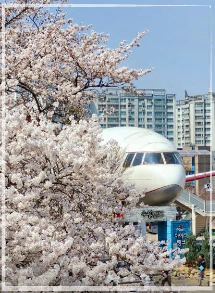 ✈️ 대구 수성못 '비행기 카페': 도심 속에서 떠나는 이색 하늘 여행