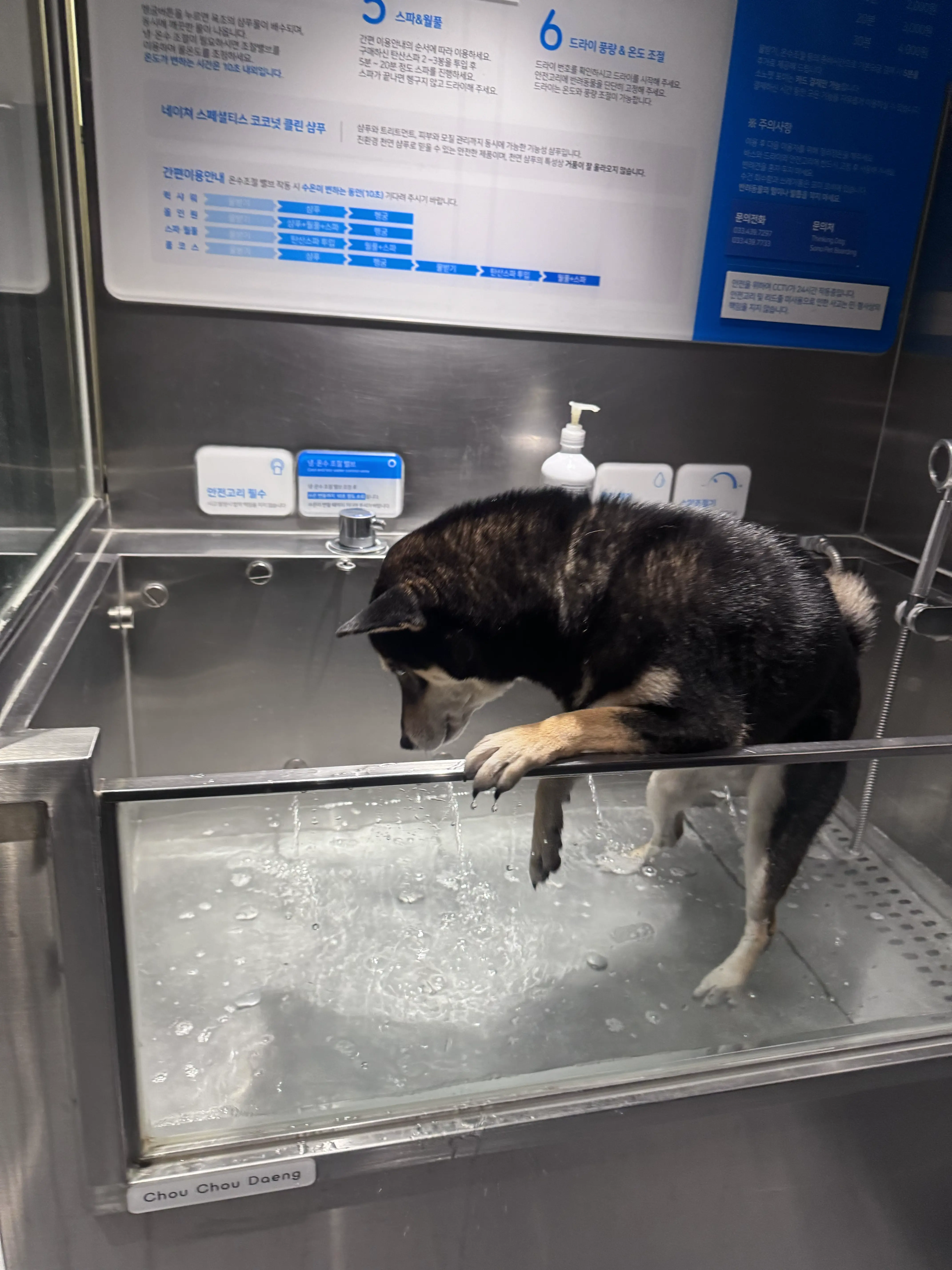  소노펫 비발디파크