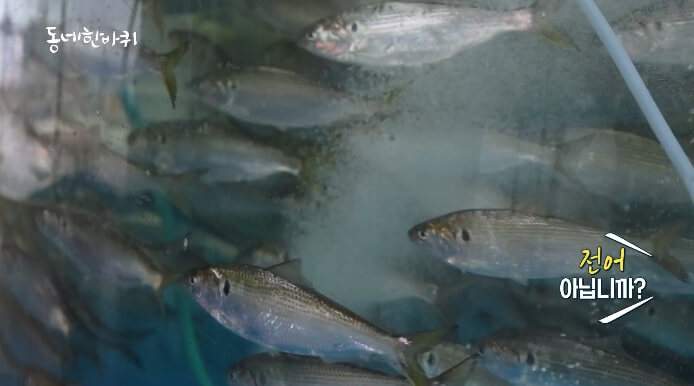 진교면-술상전어판매장