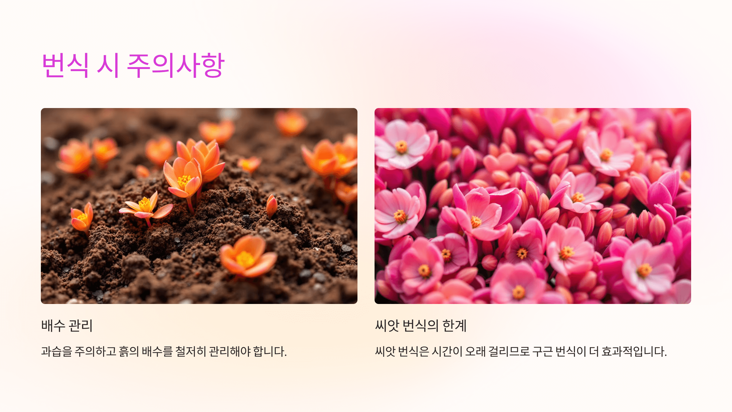 시클라멘 사진입니다.