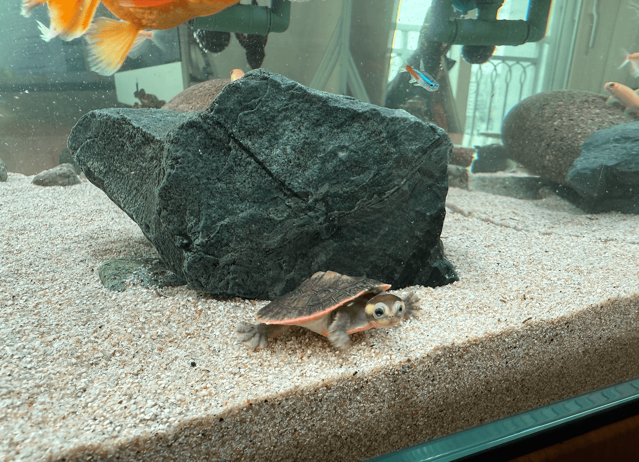 핑크벨리사이드넥