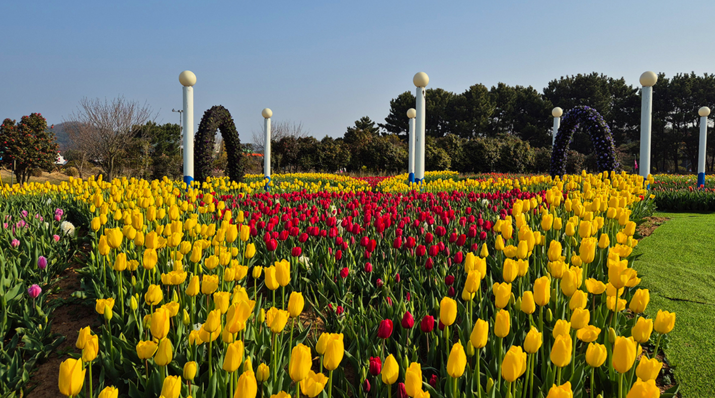 튤립축제 기간