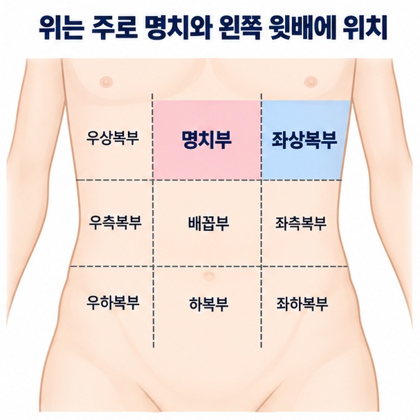 식도와 연결된 위의 입구, 위 몸통, 유문과 십이지장으로 이어지는 출구를 위치 그림으로 설명한 이미지