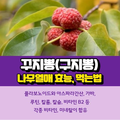 꾸지뽕