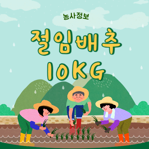 절임배추 10kg
