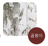 알레르기 종류, 곰팡이