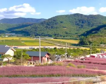 고창 핑크뮬리 축제 꽃객 프로젝트_19