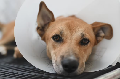 엘리자베스를 사용한 강아지