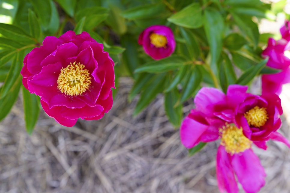 [5월 여행]영천작약꽃축제❘영천 삼창리&middot;정각리 작약꽃밭, 그리고 보현산약초식물원까지