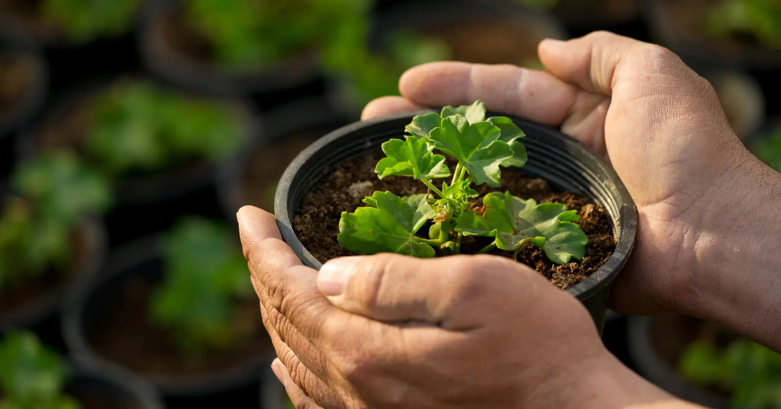 식물이름 찾기 어플 BEST 5