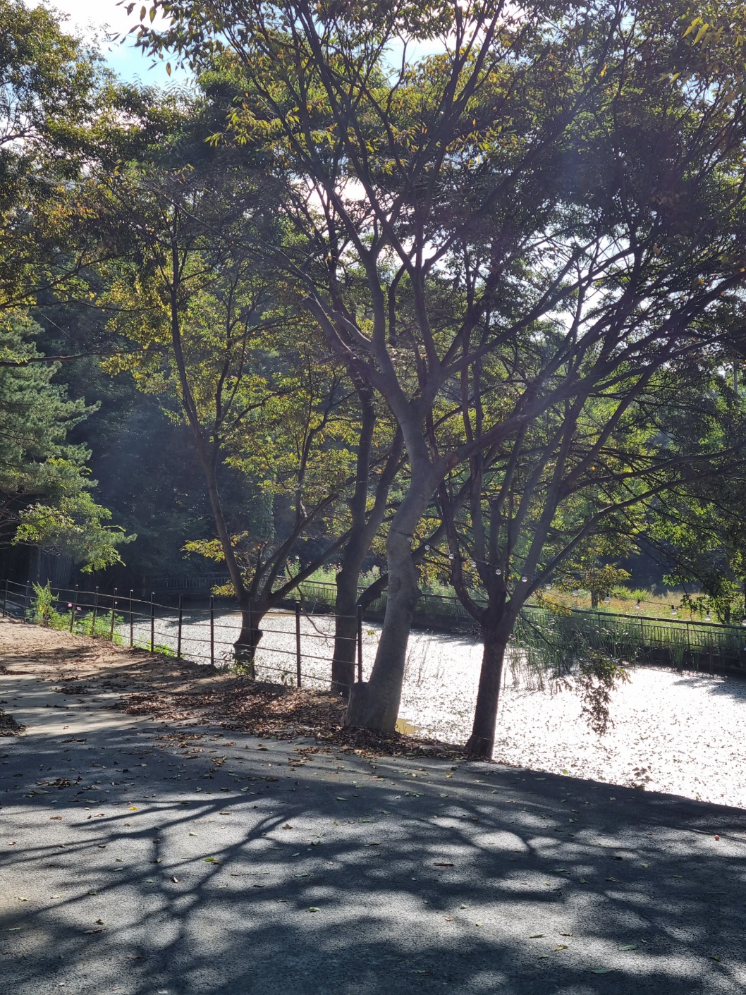 스테이그린 연못