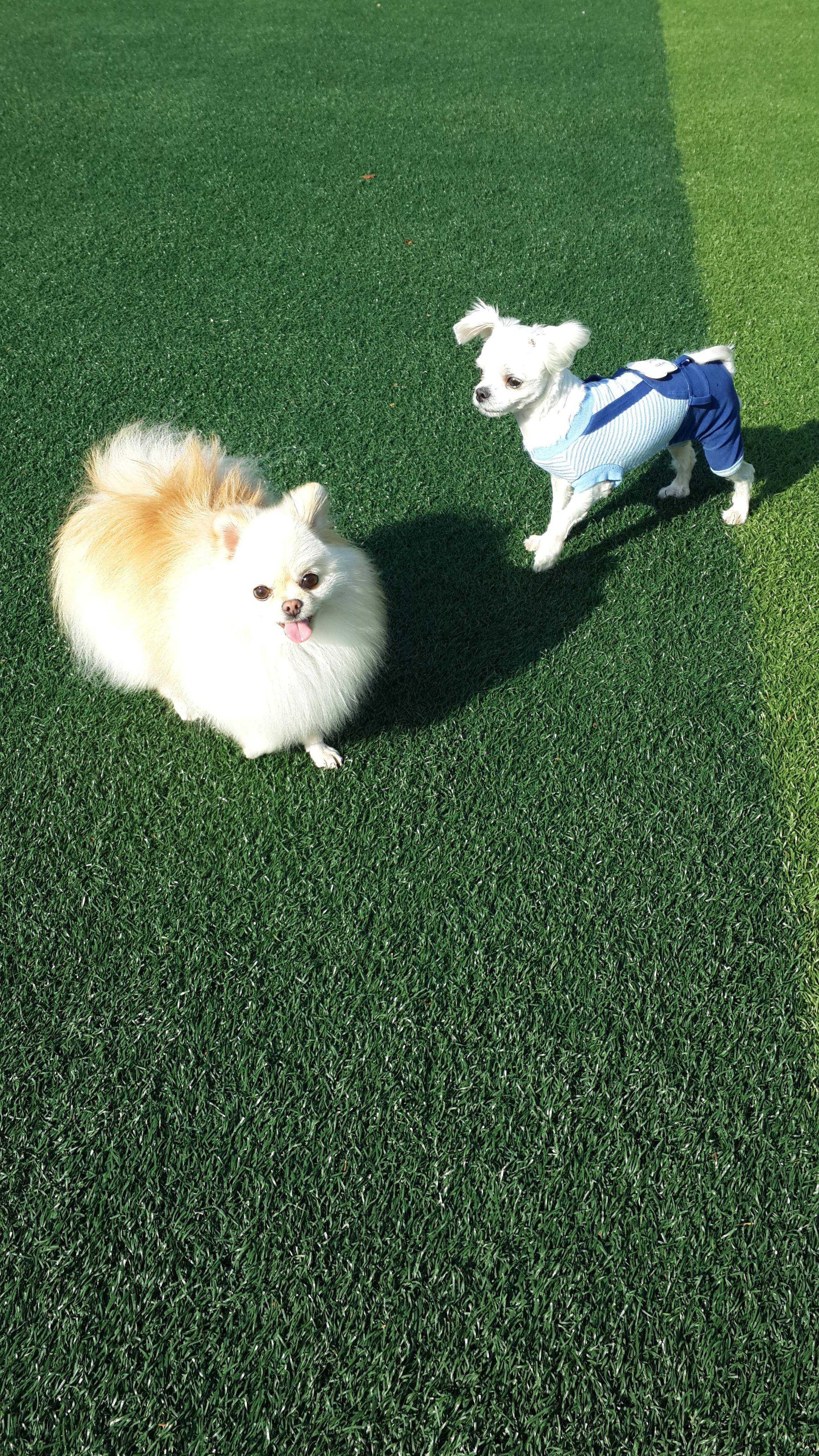 강아지가 싫어하는 행동 : 싫어하는 행동 23가지