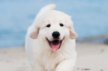 Golden Retriever/출처:어도비스톡