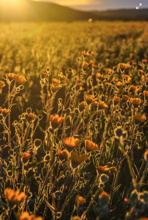 가을 노을 속 꽃