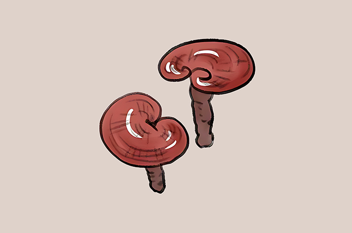 영지버섯-하루-섭취-권장량