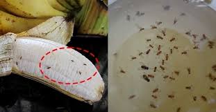 초파리가 생기는 진짜 이유