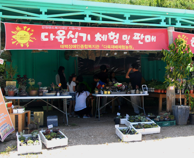 태백해바라기축제