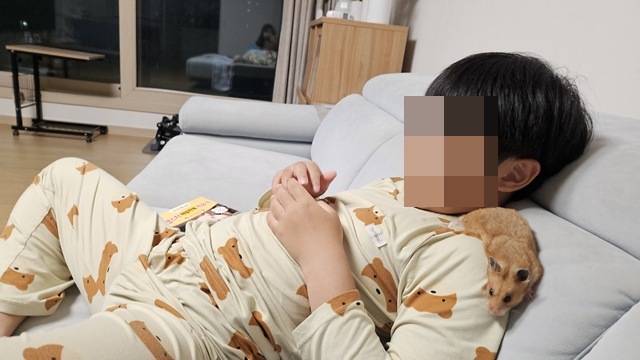 골든햄스터와 함께 보내는 시간