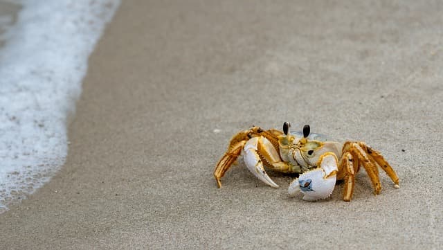 바퀴벌레 게 (Coconut Crab): 자연의 독특한 걸작