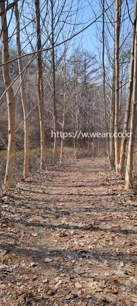 철쭉나무숲이에요.