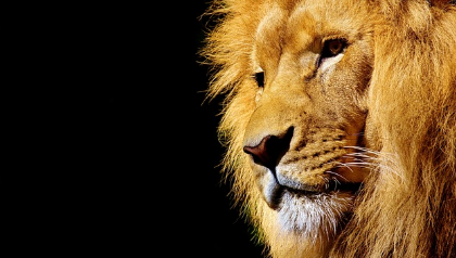 사자꿈 상황별 해몽