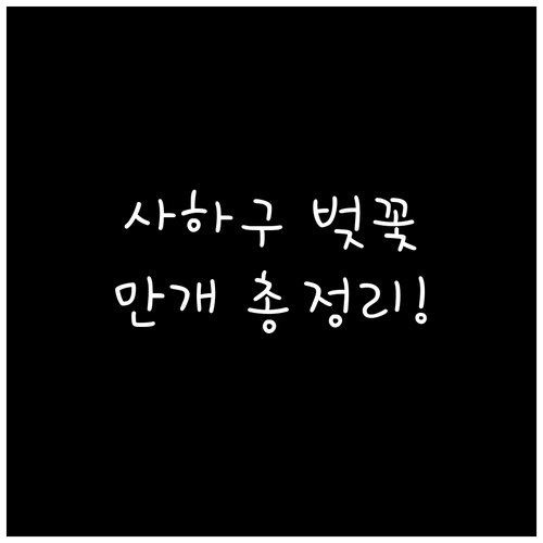 부산 사하구 벚꽃 명소별 만개 일정과..