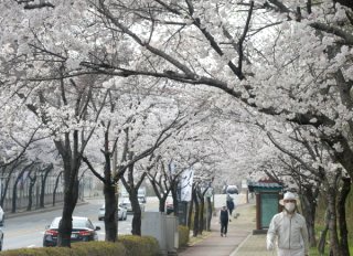 식목일 공휴일 폐지 이유와 날짜 의미