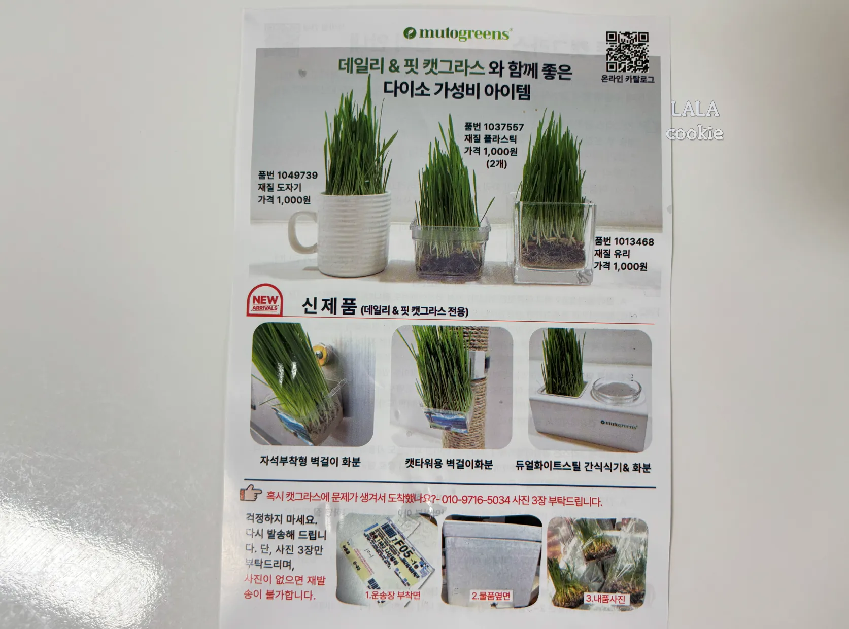 고양이가-좋아하는-풀-캣그라스-귀리-보관-추천-안내