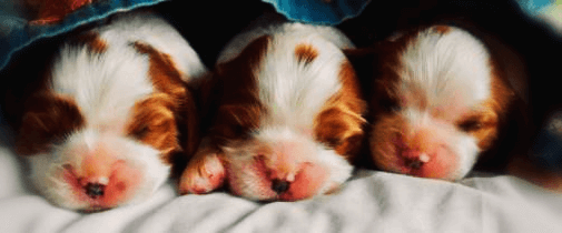 새끼강아지-세마리-사진