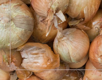 양파즙 효능 고혈압