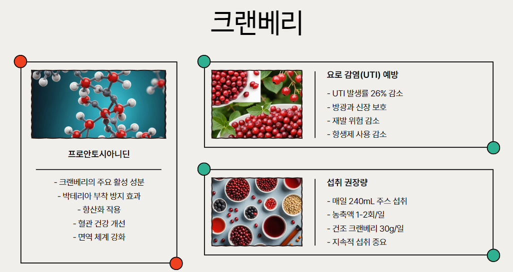 크랜베리: 요로 건강의 수호자