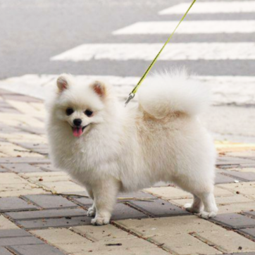 산책하며 웃고 있는 나의 강아지 구름