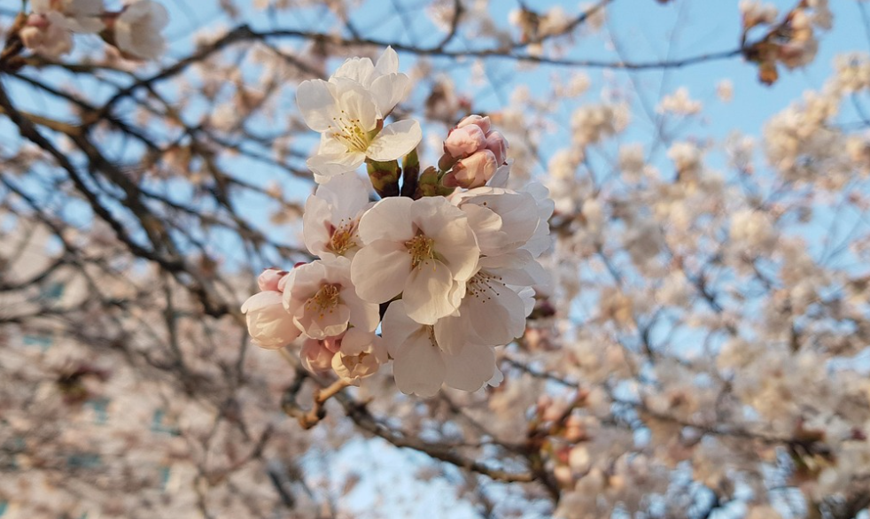 석촌호수 벚꽃 축제 일정
