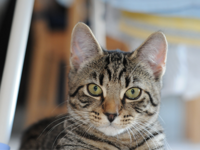 고양이가 다치는 꿈 해몽 의미 꿈풀이