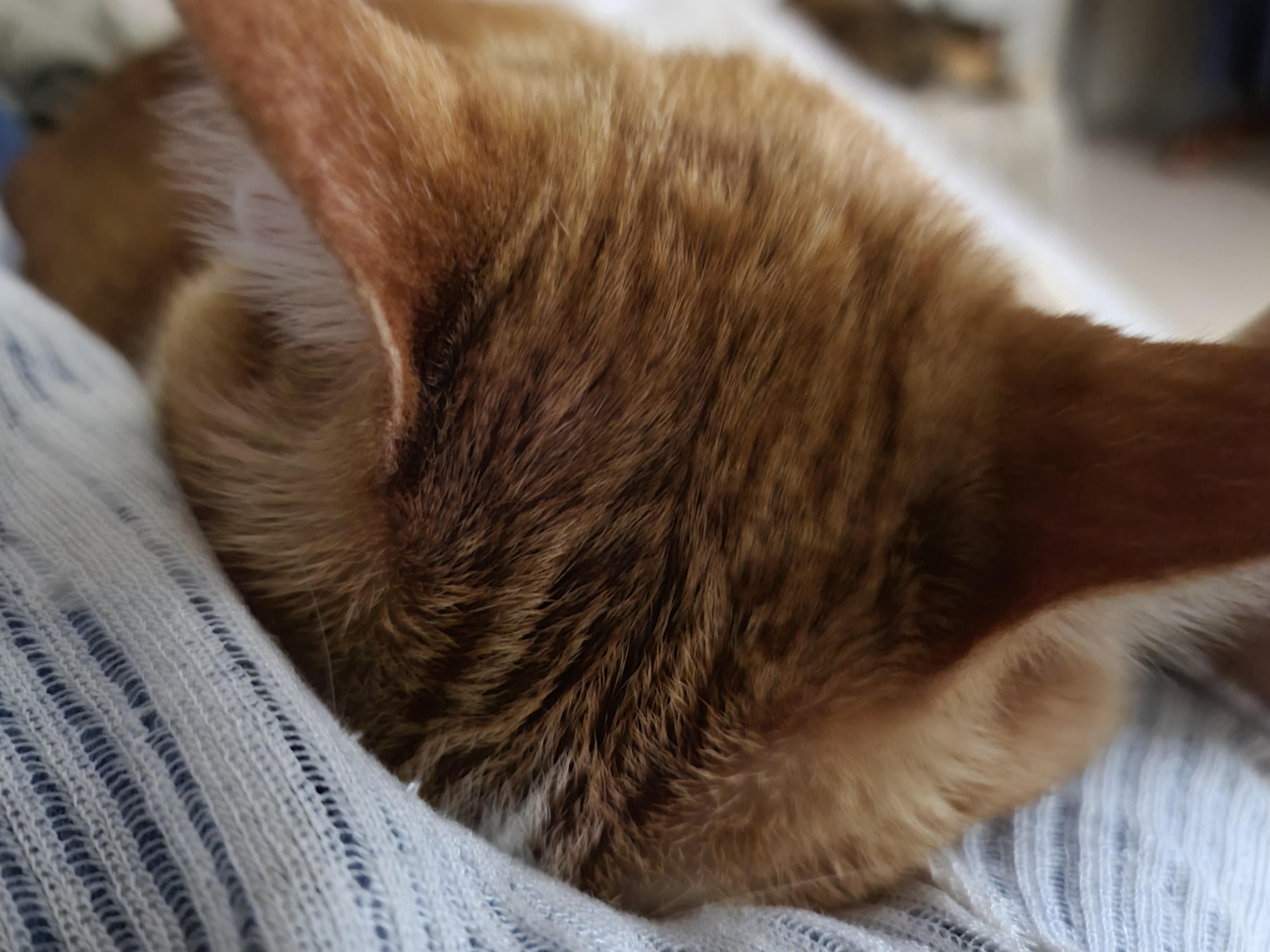 호야의 업그레이드 된 애교. 고양이 애교영상. 고양이 애교맛집.