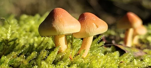 관종 뜻과 상황별 해석 모음집_7