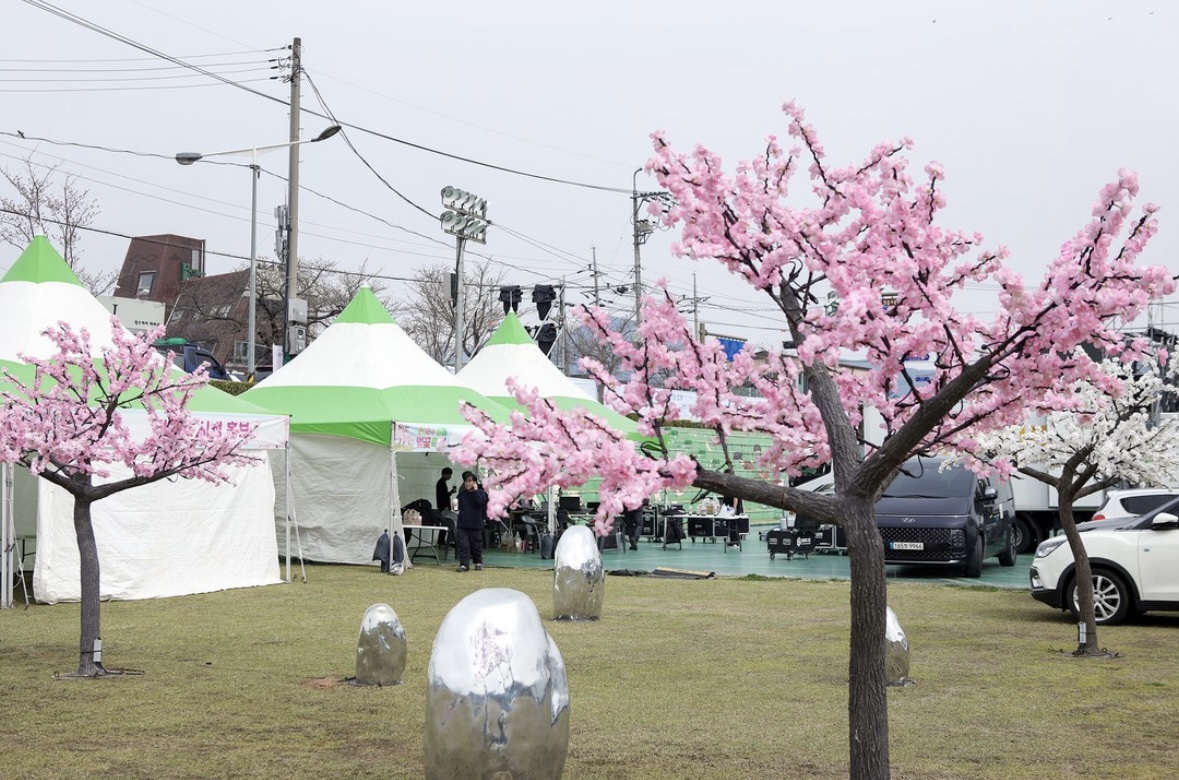 정읍 벚꽃 축제