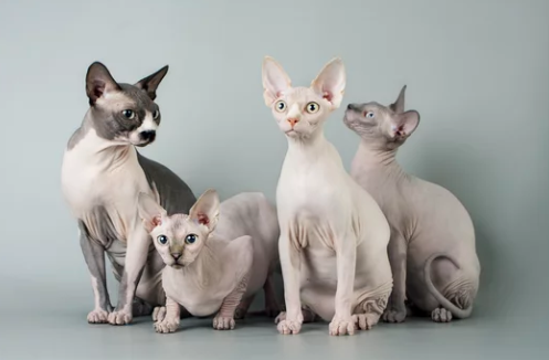 스핑크스 고양이/출처:어도비스톡