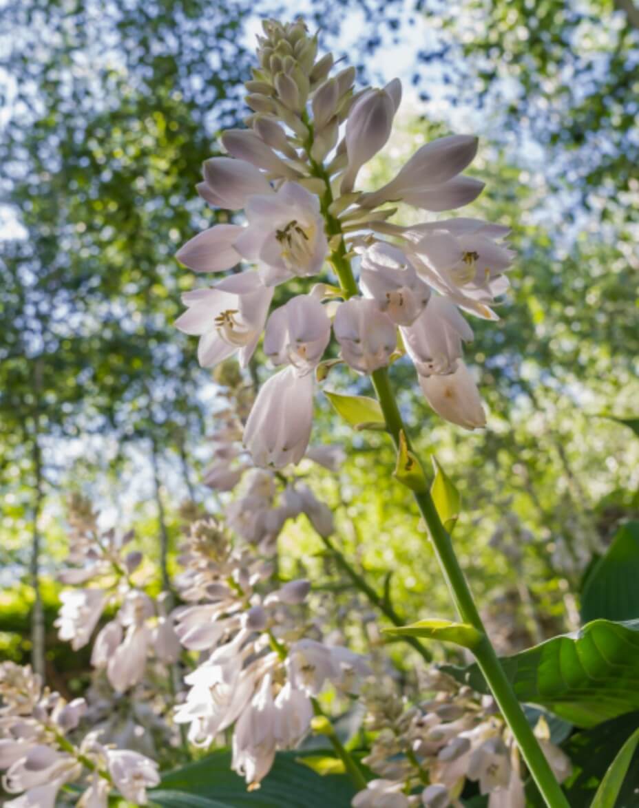 2025 화담숲 입장료 모노레일 주차장