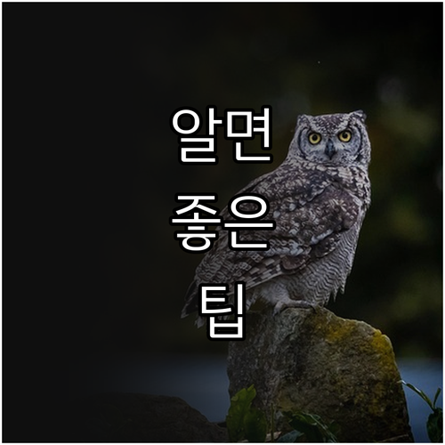 2025 동대문구 반려동물 의료비 지..